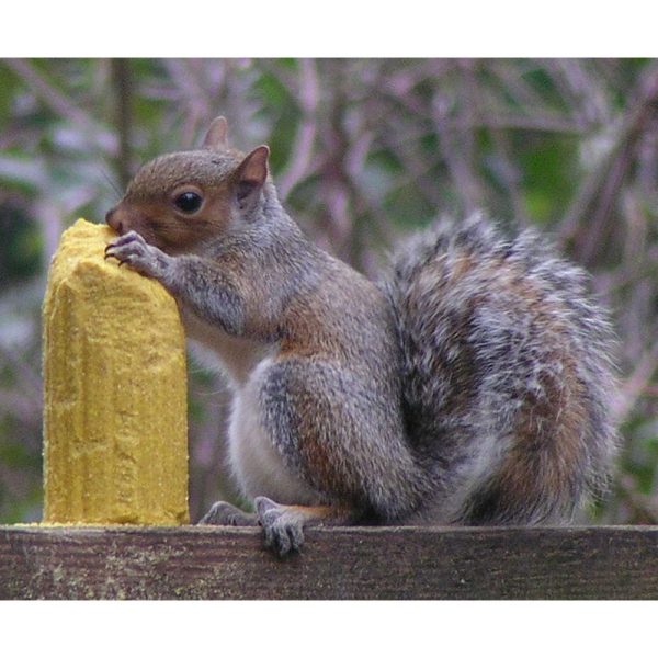 C&S Products Squirrelog Wildlife Corn Squirrel and Critter Food 32 oz on Sale